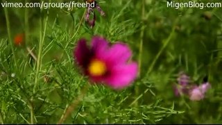 Free Pink Flowers Footage