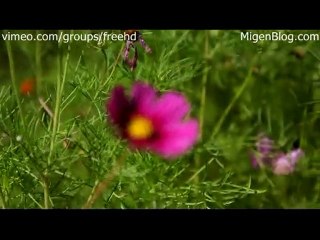 Free Pink Flowers Footage