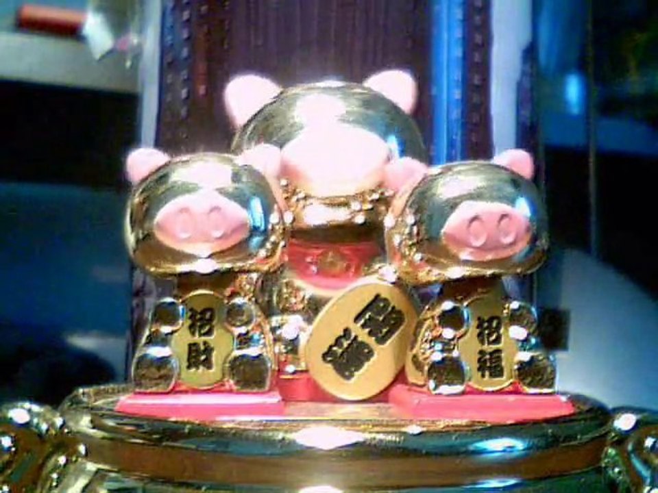 WHAT IS LOVE PIGS