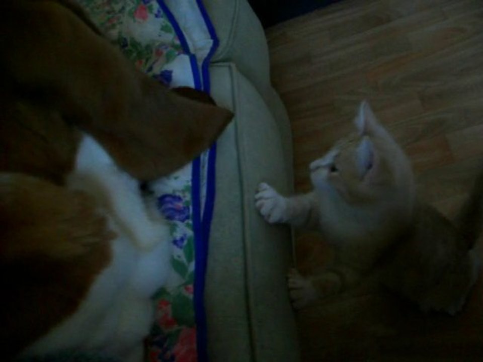 Chien & Chat