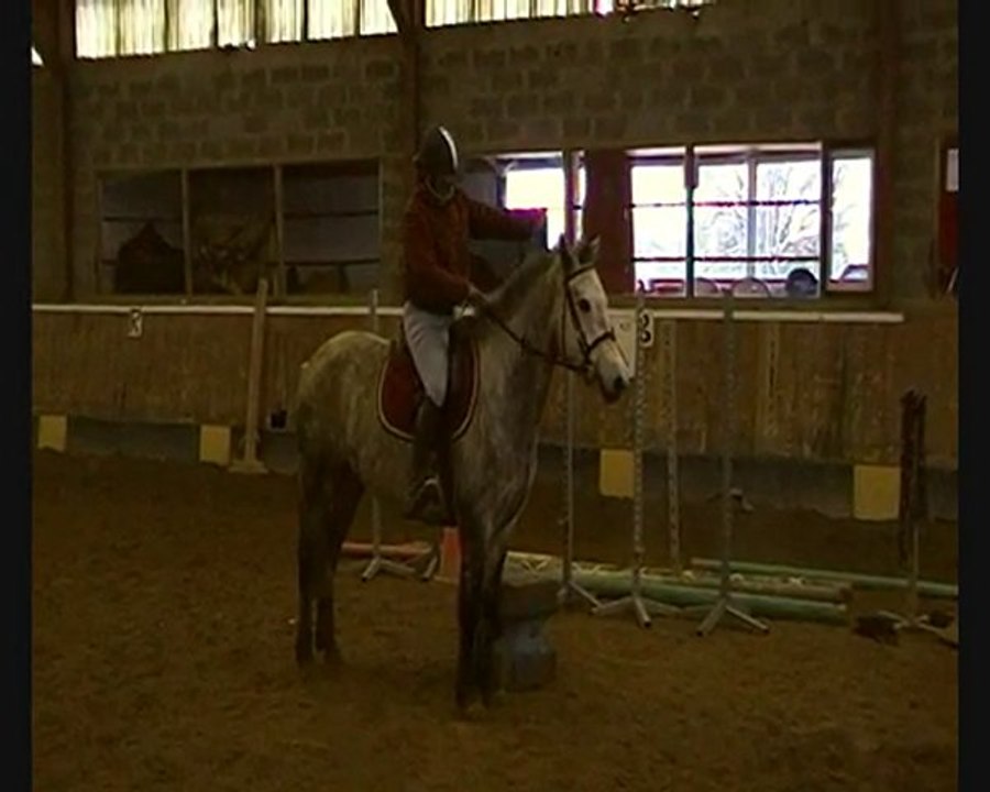 Charleville Pretty Polly - Ponette connemara - 4 ans - 1m46