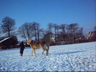 RAZ KOAT + NEIGE