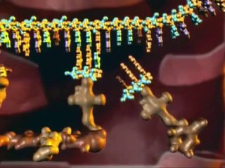 DNA Transcription and Protein Assembly