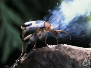 Bombardier Beetle - Snotr