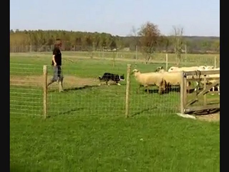 Mise au troupeau Fudji
