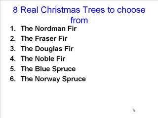 Christmas Trees Glasgow – Which Real Tree Do You Fancy?