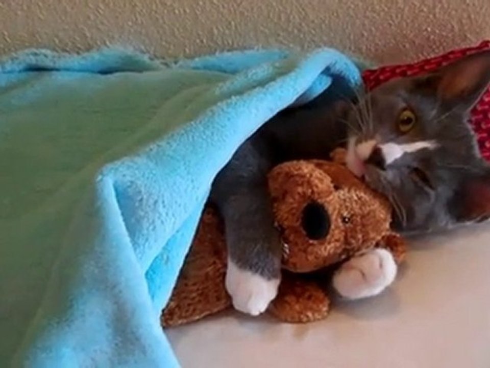 35984e6d_kitten