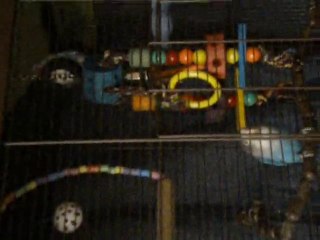 inséparables novembre2010.1