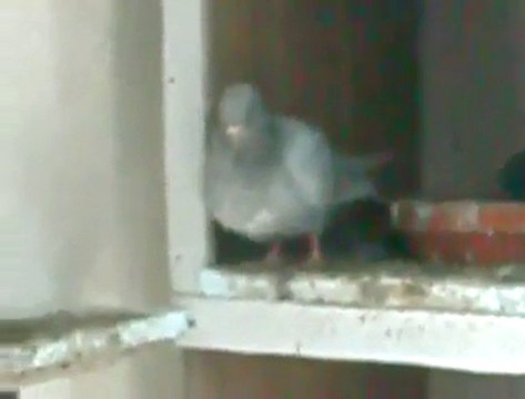 kumru güvercin video guvercinrehberi.com