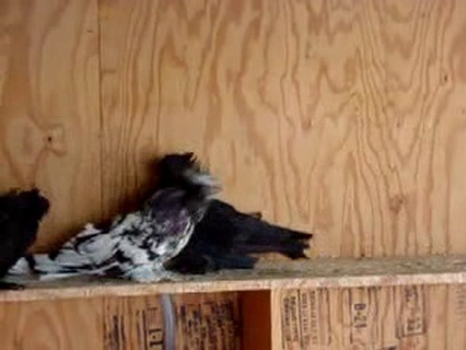 buhara güvercin kavga ediyor www.guvercinrehberi.com