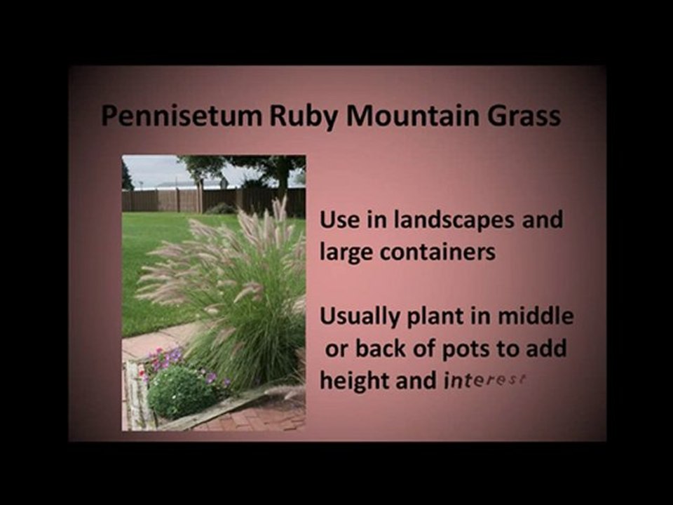 Proven Winners Pennisetum Ruby Mountain Grass