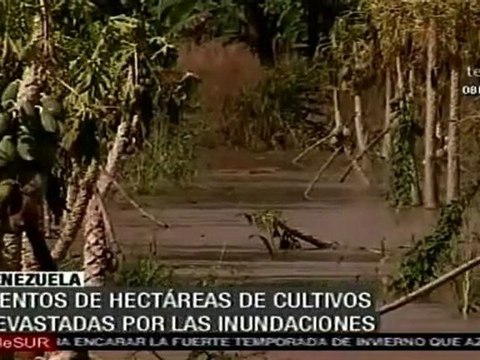 Cultivos devastados en Miranda, Venezuela, donde comienza a bajar el agua