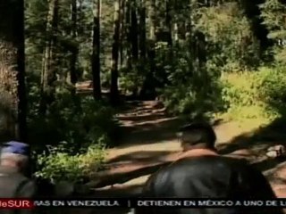 Migración de mariposas monarca afectada por cambio climático