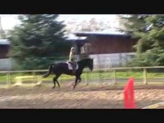 Hongre AES de 5 ans vendu