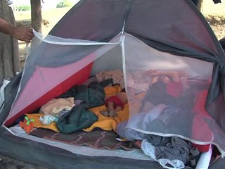 Argentine: la forêt détruite au profit du soja transgénique