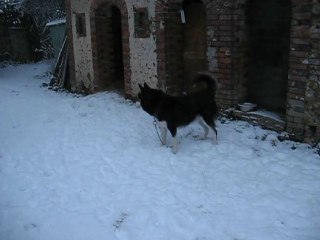 LES CHIENS DANS LA NEIGE