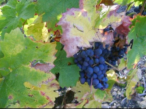 vendanges domaine BOUCHET