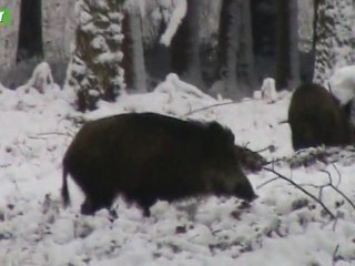 Courrière - Sangliers dans la neige