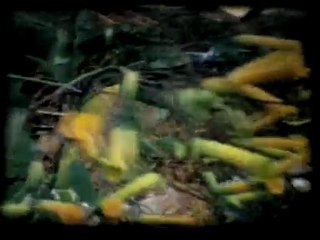 atlas sounds_MP4 480p (16x9)