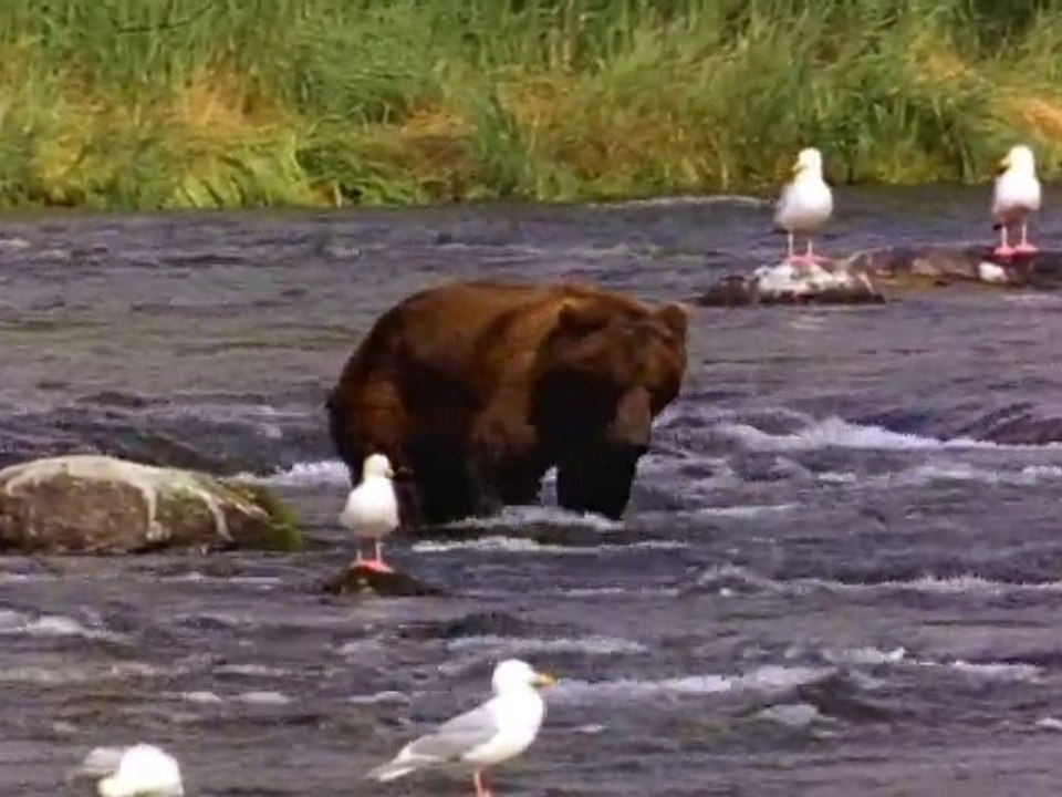 Bear