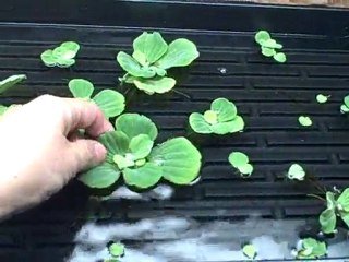 Wintering  Water Garden Pond  Plants Indoors