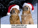 merry dogs xmas