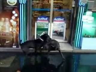 Mogwai Joue avec Ethan Sharpei Noir Av de la grande armée