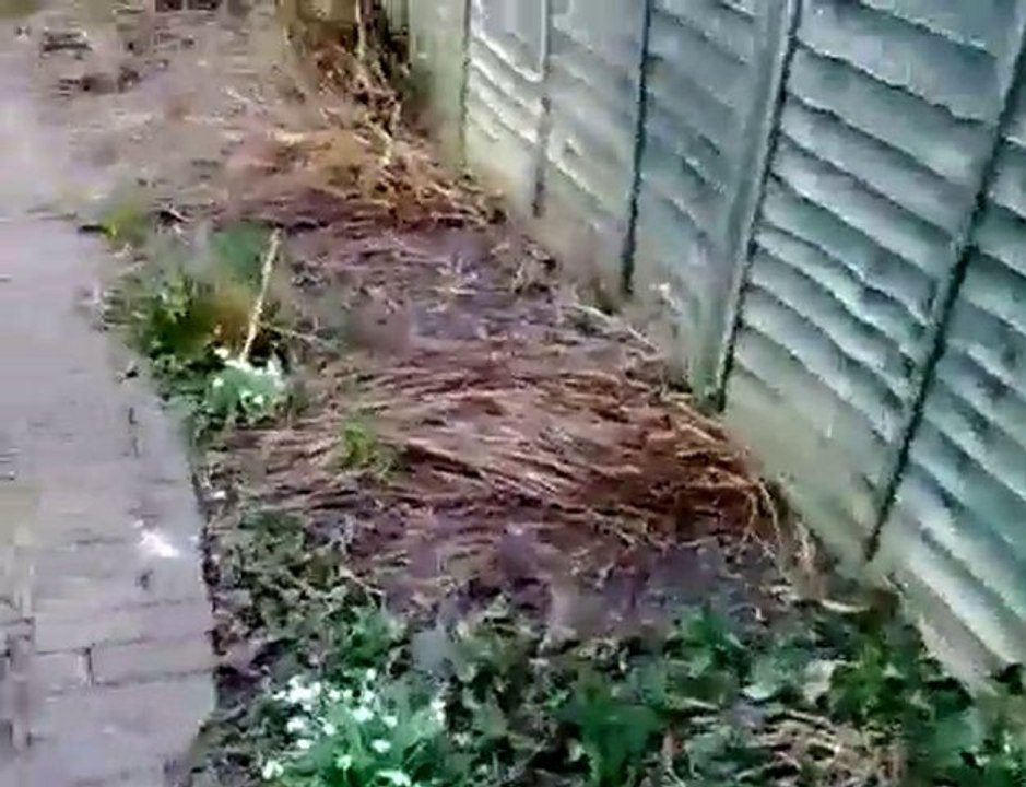 7 staffordshire bull terrier puppies