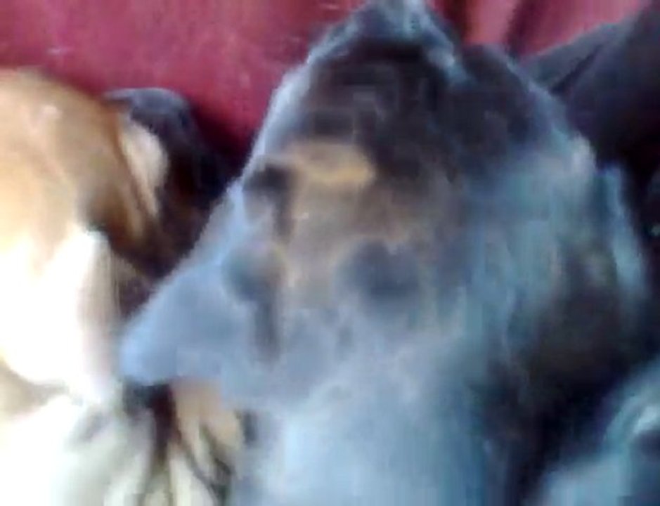 staffordshire bull terrier 5 week old pups