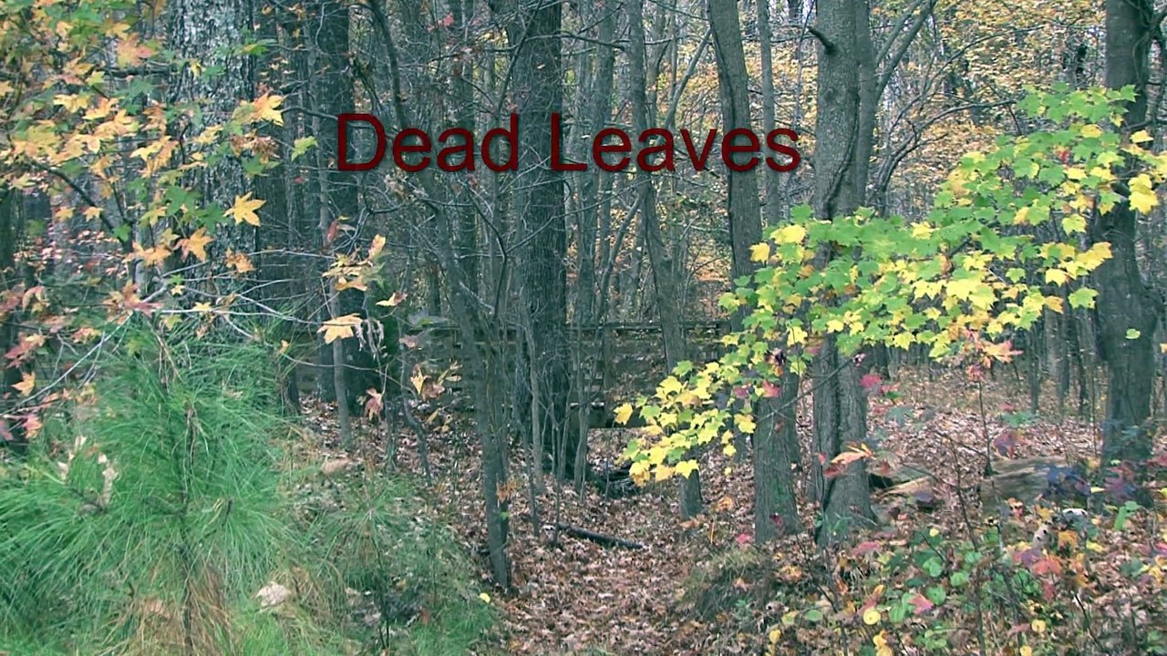 Dead Leaves