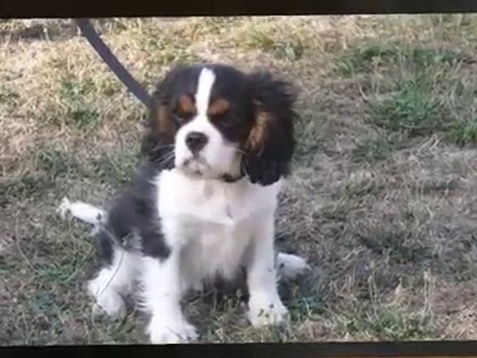 BIJOUX ET CALINE CAVALIER KING CHARLES