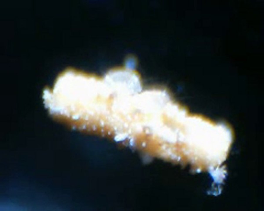 microscope biolux nv