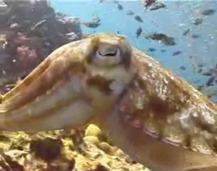 Cuttlefish at Richelieu Rock, Thailand