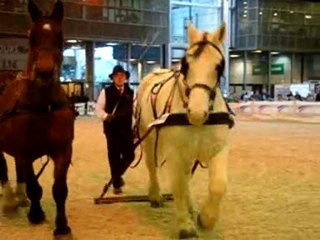 animations au salon du cheval ( suite )