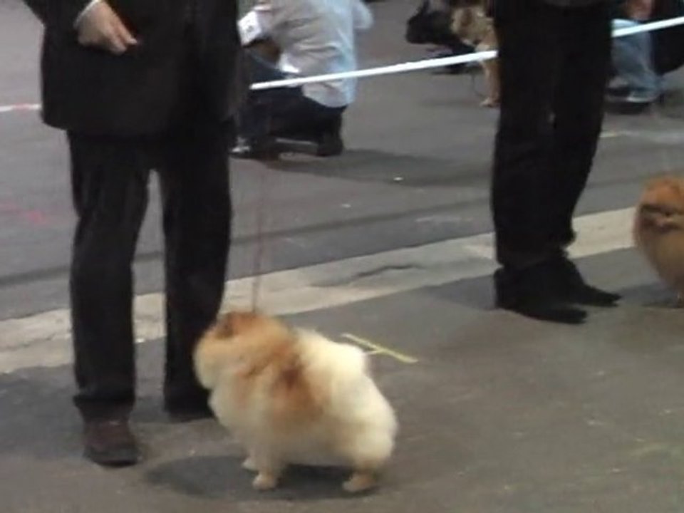 open class Kleinspitz males, Rouen 2010