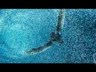 Legends of the Guardians: Go For It!