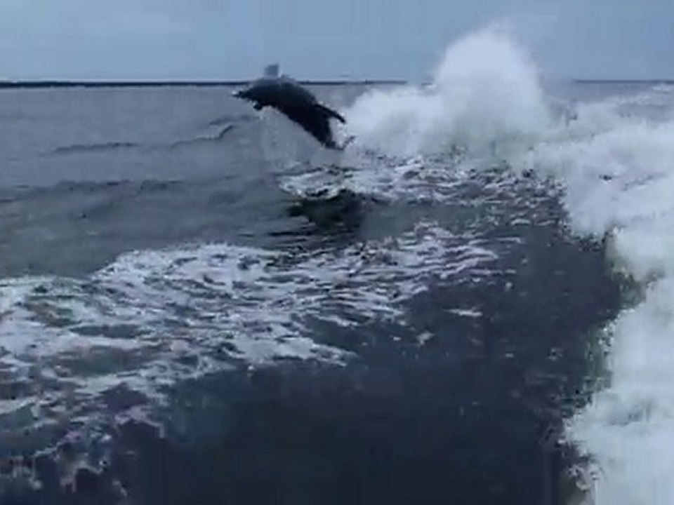 海豚
