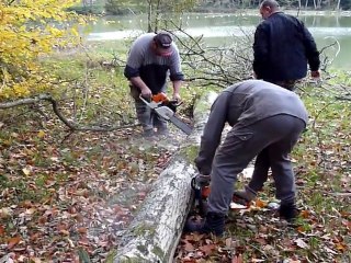 travaux coupes de bois étang