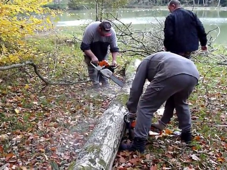 travaux coupes de bois étang