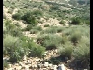 Chasse au sanglier en Tunisie kairouan n°3