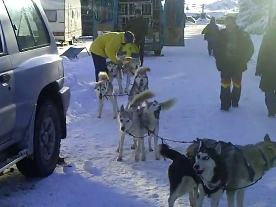 fête du chien de traineau 2010