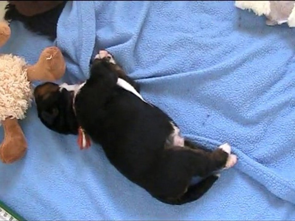 Les BB de Dune ont 11 jours