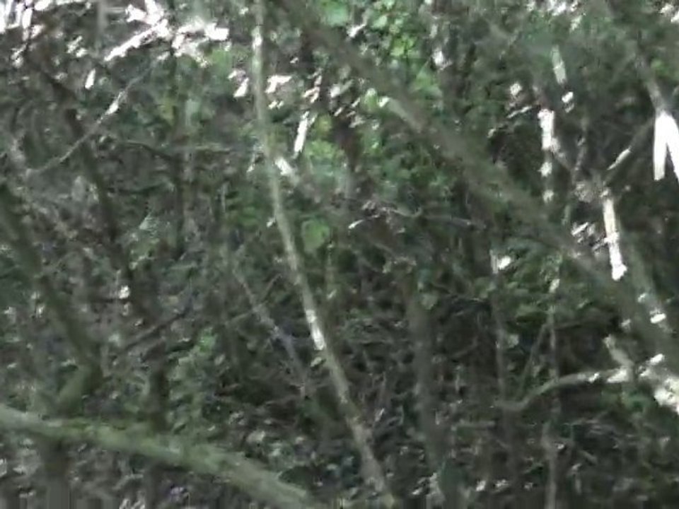 petite charge sanglier