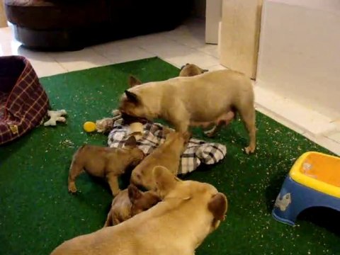 Ateliers ludiques 38 jours...