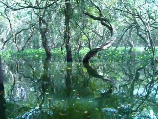 Kompong Phluk (village sur pilotis) (1)