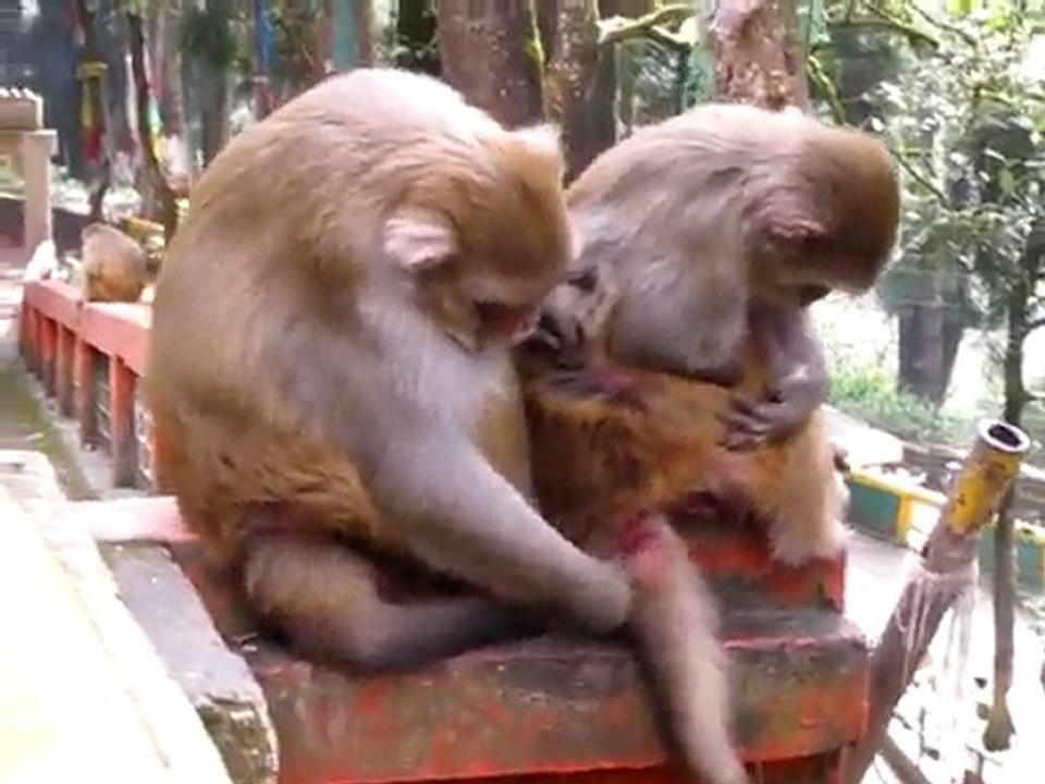 Singes qui se font les poux( et les bouffent)