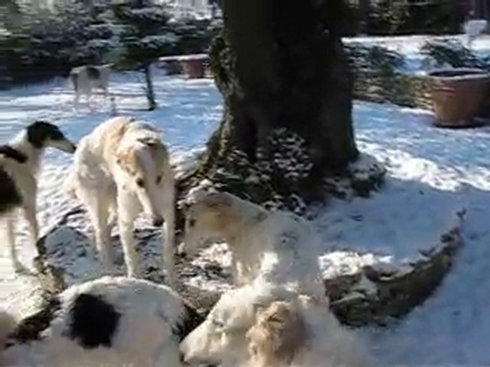 I Borzoi dell'allevamento BIONIC & SEPTEMPEDA