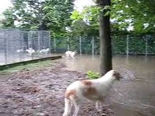 Borzoi (Levrieri Russi) allevamento BIONIC & SEPTEMPEDA