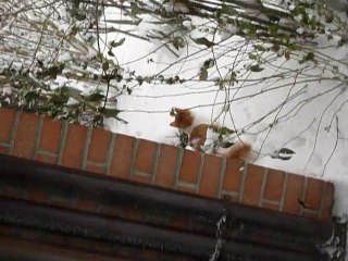 choupette dans la neige :D