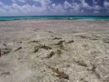 Sharks Rangiroa HD 24p - Canon 7D
